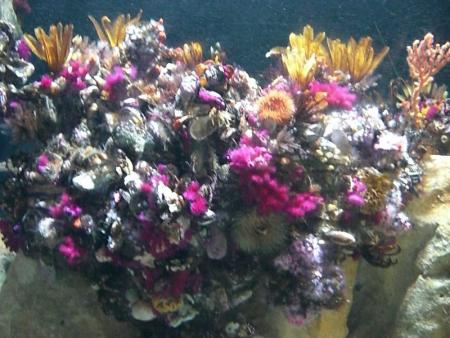 Flore aquatique